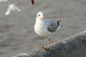 Seagull portrait against sea shore, White bird seagull sitting by the beach