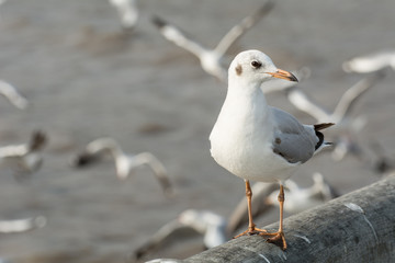 Seagull portrait against sea shore, White bird seagull sitting by the beach