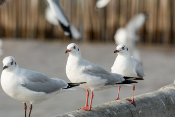Seagull portrait against sea shore, White bird seagull sitting by the beach