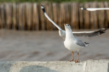 Seagull portrait against sea shore, White bird seagull sitting by the beach