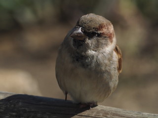 Spatz schaut umher mit unscharfem Hintergrund