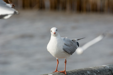 Seagull portrait against sea shore, White bird seagull sitting by the beach