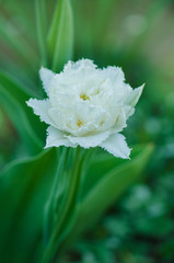 White fringed tulip