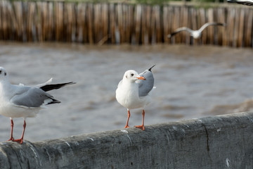 Seagull portrait against sea shore, White bird seagull sitting by the beach