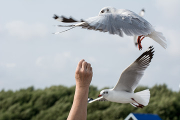 Seagulls feeding from human's hand (Sky background) , Seagull catching his food from a hand