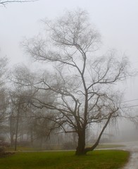 Misty tree