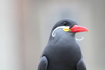 inca tern (larosterna inca)
