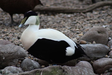 eider duck 