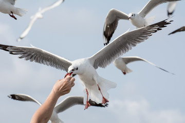 Seagulls feeding from human's hand (Sky background) , Seagull catching his food from a hand