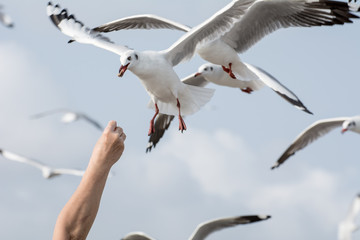 Seagulls feeding from human's hand (Sky background) , Seagull catching his food from a hand
