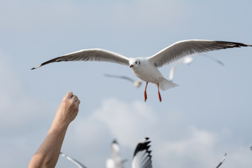 Fototapeta na wymiar Seagulls feeding from human's hand (Sky background) , Seagull catching his food from a hand