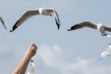 Seagulls feeding from human's hand (Sky background) , Seagull catching his food from a hand
