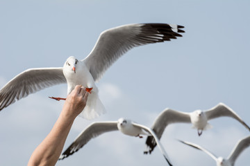 Seagulls feeding from human's hand (Sky background) , Seagull catching his food from a hand