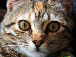 Fototapeta na wymiar Portrait of a cute brown and white female cat