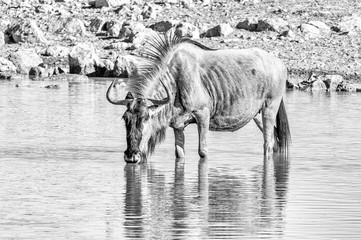 Blue wildebeest drinking water. Monochrome