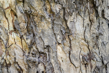 Bark of plane tree and background texture