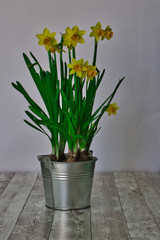  narcissus in an aluminum bucket