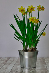  narcissus in an aluminum bucket