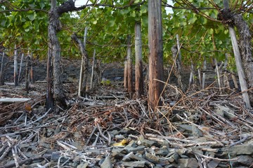 Abgeernete Weinstöcke mit dem letzten Herbstlaub