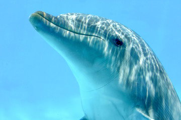 Dolphin Underwater © CorinaDanielaObertas