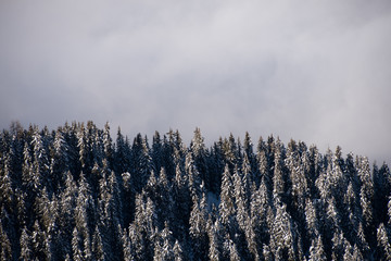 Trees vs Clouds