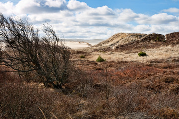 Bush in the Sand Dunes