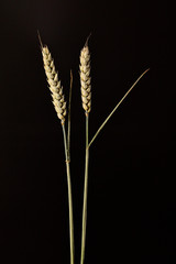 Closeup on Wheat