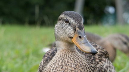 feeding wild gray ducks