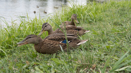 feeding wild gray ducks