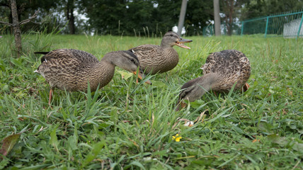 feeding wild gray ducks