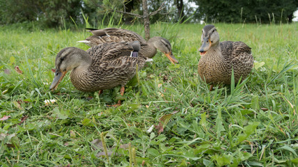 feeding wild gray ducks