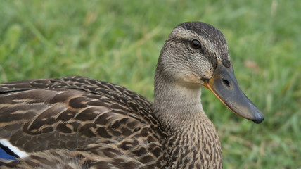feeding wild gray ducks
