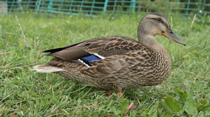 wild gray duck