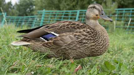 wild gray duck on grass