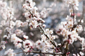 beautiful blooming apricot flowers. Sunny spring day. Floral  Background.  Selective Focus