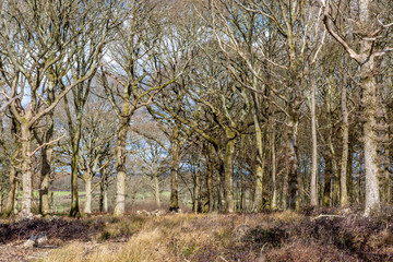 Bare trees in the late winter sunshine, in Sussex