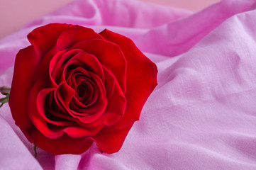 Red rose Bud on pastel pink background of cotton fabric. Valentines day, mothers day, womens day concept