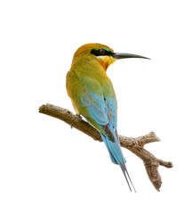 Blue-tailed bee-eater or Merops philippinus, beautiful bird perching on branch with white background, Thailand. clipping path.