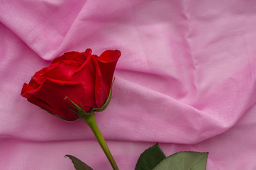 Red rosebud lies on a pastel pink background of cotton fabric. Valentines day, mothers day, womens...