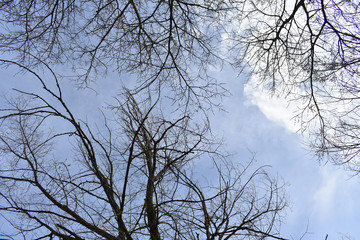 Cielo azul, ramas de arboles 