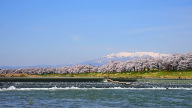 Shiroishigawa-tsutsumi Hitome Senbonzakura at viewing spots Niragamizeki Weir. Cherry blossom with snowcovered Mt.Zao in background along bank of Shiroishi River in Funaoka Castle Park, Miyagi, Japan