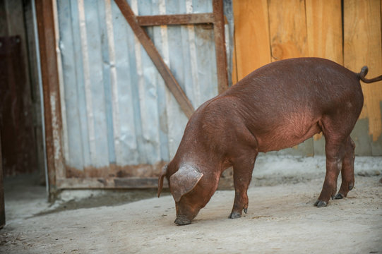 Red pig breed Duroc in pen for animals. Concept of farms