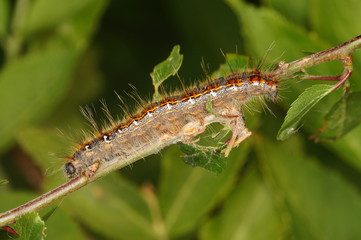 Trichiura crataegi (LINNAEUS, 1758) Weißdornspinner , Raupe 20.05.2017 DE, RLP, Mosel, Piesport