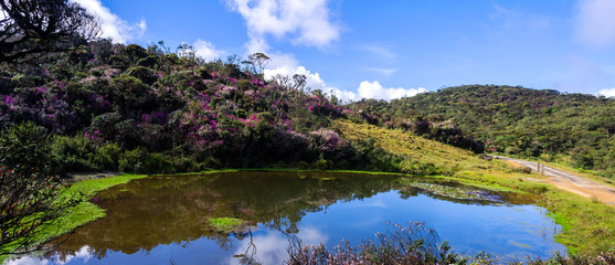 Horton Plains National Park, Sri Lanka when Nelu Flower (Strobilanthes) Blooming season. An incident which happens once in 12 years.