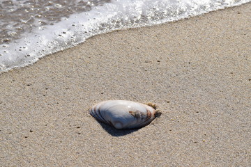 Shell with Wave