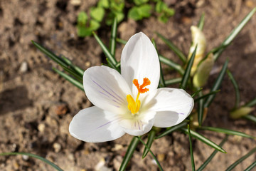 first spring white flower in the garden