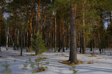 Early spring in the forest