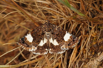 Tyta luctuosa ([DENIS & SCHIFFERMÜLLER], 1775) Ackerwinden-Trauereule 20.05.2017 DE, RLP, Mosel, Piesport