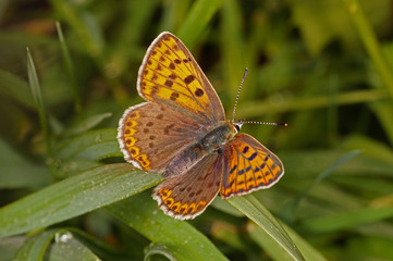 Fototapeta premium Lycaena tityrus (PODA, 1761) Brauner Feuerfalter , Weibchen 20.05.2017 DE, RLP, Mosel, Piesport