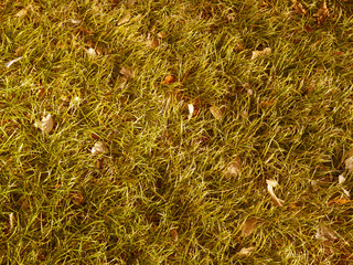 枯れた芝生